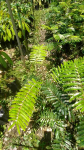 สะตอตรังพันธ์เตี้ย+ติดตาฝักสวย