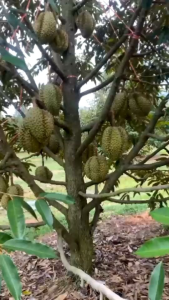 Bibit Durian unggul berbagai jenis 1 ranting