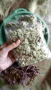Potongan Bunga Edelweis & Hiasan Mahar dengan Bunga Kering