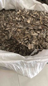 เมล็ดทานตะวัน Aป้อม อาหารสำหรับสัตว์ฟันแทะ หนู กระต่าย กระรอก ชูก้า และนกสวยงาม เม็ดใหญ่ ไม่มีฝุ่น บรรจุ 500 กรัม