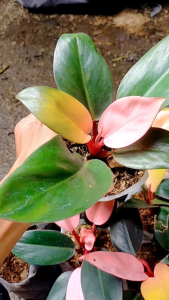 MURAH!! Tanaman hias philodendron pink congo - pink congo terlaris