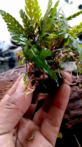 Tanaman Aquascape Higrofila Pinatifida Media Wabikusa