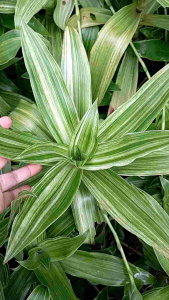 วาสนาเลื้อยด่าง กวนอิมพันมือ ตัดสด จำนวน 6 กิ่ง