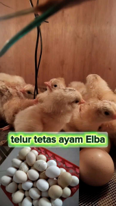 telur tetas ayam elba