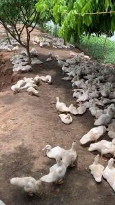 Hepafo 1L Dung Dịch Bổ Sung Tăng Cường Chức Năng Gan Phục Hồi Thể Trạng Cho Heo Bò Gà Vịt