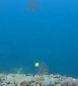 Mồi giả mềm sinh học Bionic nổi MC Fishing chuyên câu chép trắm nước ngọt mồi câu cá - DT fishing