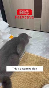 BioPetActive Catimalt +Plus Hairball Solutions for Cats Hairball (Paste/Tablet)