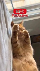 **CLEARANCE STOCK (Exp: 12/26)**BioPetActive PurePaws Paw Cleansing Foam for Dogs and Cats (150ml)