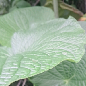 Jual Daun Gedebong & Sirih Bulat Segar 500 Grm