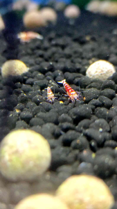 Red Fancy Shrimp - Caridina Shrimp Taiwan Imported