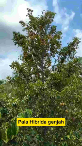 Sedang viral Bibit Pala kualitas SUPER