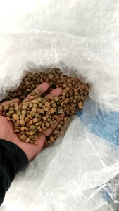 Benih Bengkoang Super 1kg: Panduan Lengkap