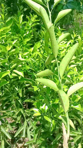 Bibit Tanaman Jeruk Santang Madu