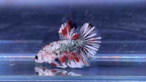 ปลากัดนีโม่ / นีโม่ลายไฟ / กาแล๊กซี่นีโม่ / มัลติคัลเลอร์/ ปลากัดเมทัลลิค metallic / อายุ 3-5 เดือน เลือกตัวได้ ตามรูป มีรัปประกันจัดส่ง