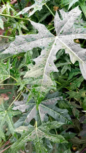 Daun Gendi & Pepaya Jepang Segar 500g