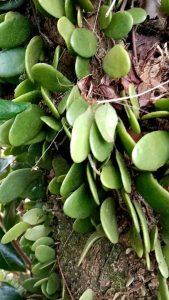 daun sisik naga atau picisan segar 500g
