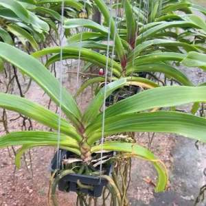 กล้วยไม้ช้างเลือกสีได้ (Rhynchostylis gigantea