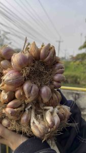 หอมแบ่ง 1 กิโลกรัม พร้อมปลูก หัวสวย - หอมแบ่ง 1 ของ กิโล กรัม พร้อม ปลูก หัวสวย