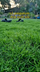 thảm cỏ paspalum 1 mét vuông cỏ thật