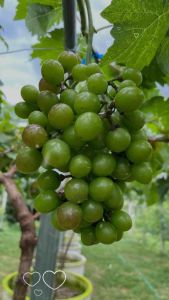 โปร ซื้อ5แถม1 ซื้อ10แถม3 เลือกของแถมได้ (ไม่นับตอป่า) ตอป่า7แถม1 พร้อมส่ง องุ่น ต้นองุ่น แบบกิ่งตอนตอป่าติดตาพันธุ์ดี