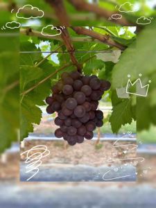 จัดโปร ซื้อ5แถม1 ซื้อ10แถม3 เลือกของแถมได้ (ไม่นับตอป่า) ตอป่า7แถม1 พร้อมส่ง ต้นองุ่น องุ่น แบบกิ่งตอนป่าติดตาพันธุ์ดี