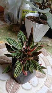 Peperomia Rosso live plant in polybag is a striking compact hybrid houseplant prized for its vibrant two-toned foliage and easy-care nature.