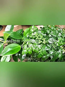 Pupuk Daun Untuk Semua Jenis Tanaman Liquid Fertilizer Untuk Semua Pertumbuhan