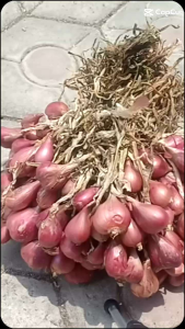 Bibit bawang merah varietas bima brebes siap tanam 1kg