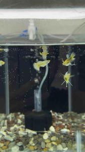 🔥TOP QUALITY🔥 24k Full Gold RIBBON SHORTBODY 🇻🇳 Guppy Fish Pair (PREMIUM TOP GRADE)