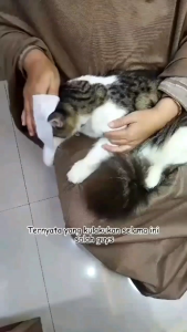 TISU BASAH HEWAN || PET WIPES ANIMAL 80 SHEET