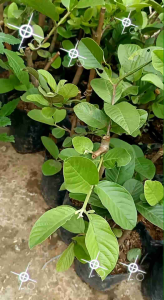 Bibit pohon jambu kristal cangkok