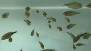 Peacock Bass Orinoco 2-6cm live fish rare species