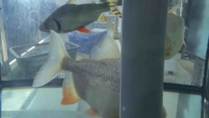 Albino Pacu 2-5inci live fish rare species