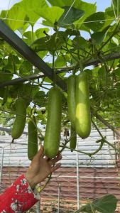 Hạt giống bầu sao siêu trái năng suất cao- hàng công ty Loại 1
