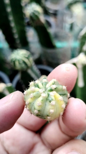 อิชินอฟซิสซับเดนูดาต้าด่างเด็ดสด ด่างแทรกเขียว