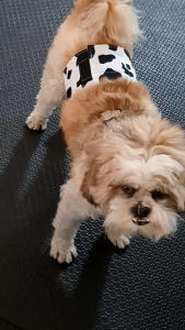 โอบิสุนัขตัวผู้ (ซักได้) แผ่นคาดซับฉี่ แพมเพิสสุนัข