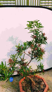 Bonsai tree with green and red leaves labeled as "Wind water tree four seasons red Luohan pine" in Chinese characters.FengShui Bonsai四季红罗汉松