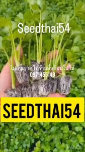 เมล็ดพันธ์ุ คืนฉ่าย คื่นฉ่าย ขึ้นฉ่าย ผักสวนครัวโปรโมชั่น3แถมฟรี1