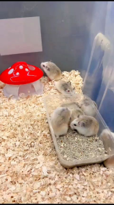 SWEET MUSHROOM HAMSTER - RUMAH JAMUR & KANDANG TIDUR HAMSTER LUCU