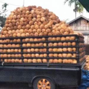 Kelapa Tua Kupas Utuh Segar Murah Bahan buat Santan 1 Butir Premium Baru Petik