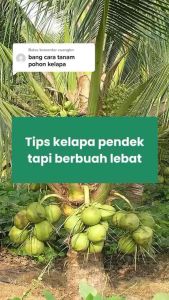 Bibit kelapa genjah Entog