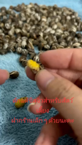 ดักแด้ชีส อาหารสัตว์เลี้ยง เม็ดใหญ่ มีแถม ขนาด 20-100 ตัว