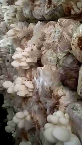 Benih Jamur Siap Panen /Baglog