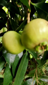Pokok jambu mawar wangi dari tut berbuah