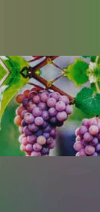 Cây Nho Giống Ninh Thuận