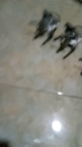 Mesin Pemantik Kompor Gas Merek Rinnai & Lilin Tipe 602