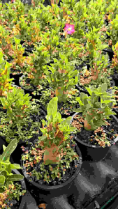 ชวนชมอราบิคั่มผสมโซโค (ดอกสีชมพูเกสรแรป)