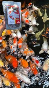 5kg cám cá Koi King Feed Super Growth - Tăng body đẹp lên màu rực rỡ
