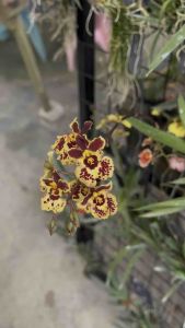 Oncidium - Tolumnia Orchid (Miniature Oncidium) 1～8