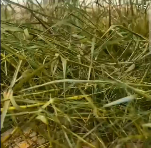 Beli 3 Gratis 1 Produk E-commerce Kill Grass Raja Panda Pembasmi Hama dan Gulma 100% Original